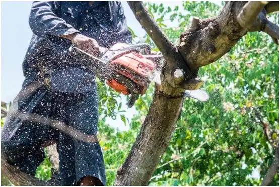 tree services Happy